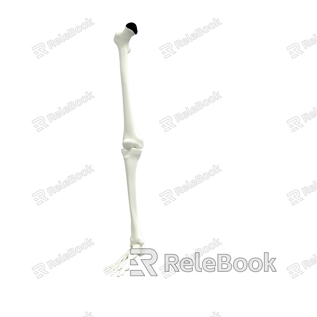 leg bone figure leg bone biological leg bone model