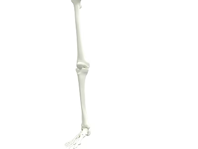Man Leg Bone Anatomical Model Showing Detailed Skeleton Structure For Medical Study 3d model