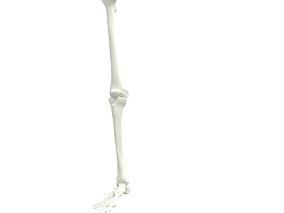 leg bone figure leg bone biological leg bone model