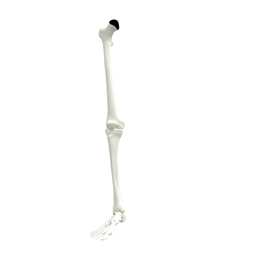Man Leg Bone Anatomical Model Showing Detailed Skeleton Structure For Medical Study 3d model