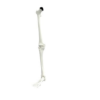 leg bone figure leg bone biological leg bone 3d model