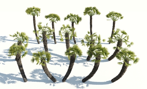 Modern Palm Tree 3d model