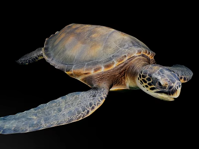 Stunning Sea Turtle With Brown And Tan Shell Patterned Flippers And Marked Head 3d model