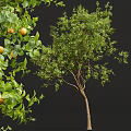 Tall Arbor Tree With Lush Green Foliage Thick Trunk And Red Fruits Beside Silhouette Figure