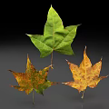 Three Maple Leaves With Green And Autumn Colored Spotted Foliage Against Dark Background