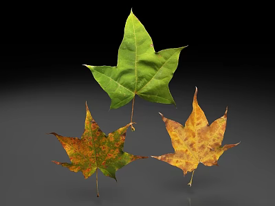 Three Maple Leaves With Green And Autumn Colored Spotted Foliage Against Dark Background 3d model