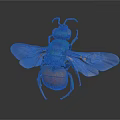 Colorful Insect With Blue Green Orange Body And Transparent Wings On Gray Background