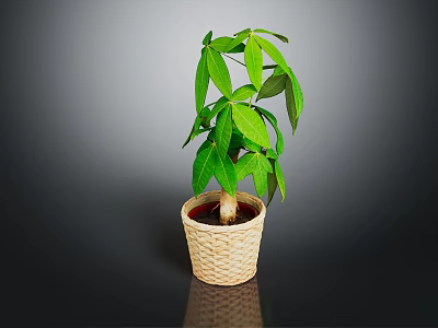 Potted Indoor Plant With Green Leaves In Woven Basket Container 3d model