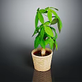 Potted Indoor Plant With Green Leaves In Woven Basket Container