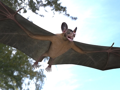 American false vampire bat animal model