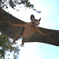 Bat Showing Wide Wings While Gliding Through Air Near Trees 3d model