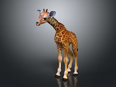 Baby Spotted Giraffe with Long Neck Standing in Gray Reflective Environment 3d model