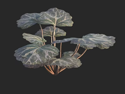 Beautiful Leafy Green Plant With Variegated Leaves And Brown Stems Against Black Background 3d model