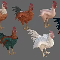 Chickens in Various Colors and Different Breeds with Standing Poses