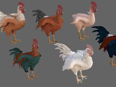 Chickens in Various Colors and Different Breeds with Standing Poses 3d model