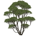 modeling tree 3d model