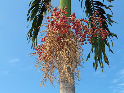 Palm Tree With Green Leaves Red Fruits And Dry Yellow Roots Against Blue Sky 3d model
