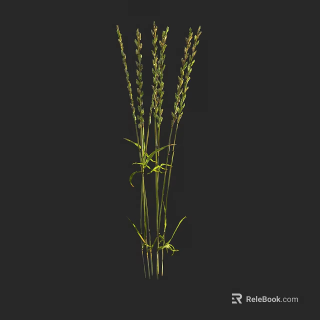 Tall Green Grass with Slender Stems and Leafy Blades on Black Background 3d model 