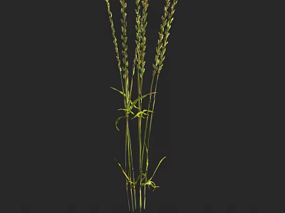 Tall Green Grass with Slender Stems and Leafy Blades on Black Background 3d model