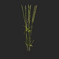 Tall Green Grass with Slender Stems and Leafy Blades on Black Background