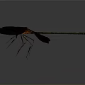 Detailed Dragonfly With Brown Wings And Green Slender Body On Gray Background