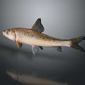 Brown And White Fish With Dark Fins Bright Eyes On Gray Background With Reflection