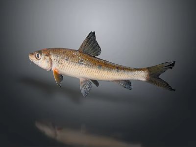 Brown And White Fish With Dark Fins Bright Eyes On Gray Background With Reflection 3d model
