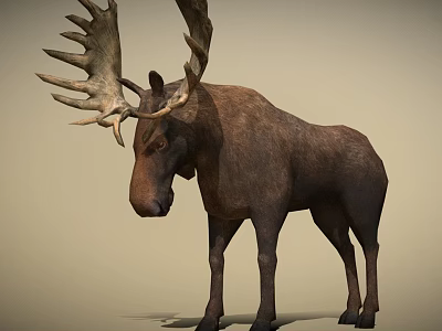 Realistic Moose With Large Antlers Brown Body Standing On Light Background 3d model