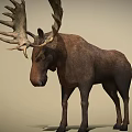 Realistic Moose With Large Antlers Brown Body Standing On Light Background