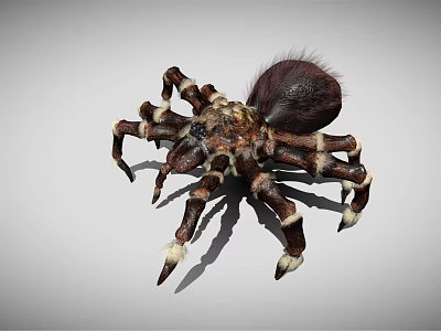 Large Hairy Brown Spider With White Striped Legs And Spotted Body 3d model