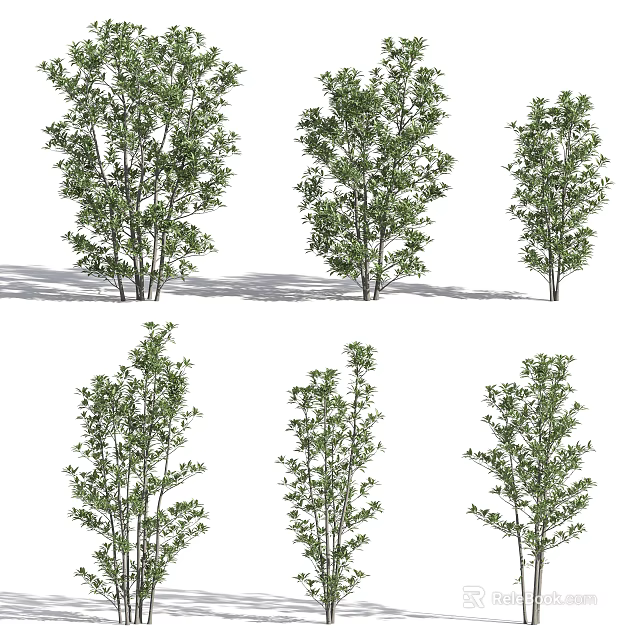 Different Arbor Tree Varieties with Lush Green Foliage and Multiple Trunks 3d model