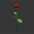 Single Red Rose Plant with Green Stem and Leaves on Gray Background
