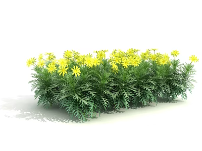 Lush Shrub With Yellow Flowers And Green Foliage In Outdoor Space 3d model