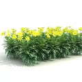 Lush Shrub With Yellow Flowers And Green Foliage In Outdoor Space