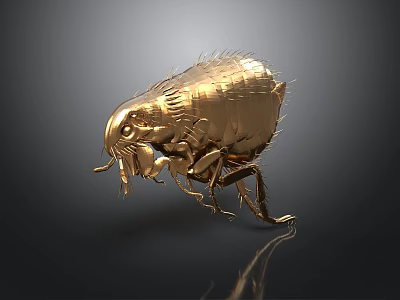 Golden Furry Flea Detailed Close up View on Black Background with Reflection 3d model