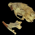 Animal Skull Specimen Marked M144 With Handwritten Numbers And Details