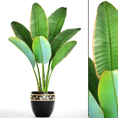 Large Green Leaves Potted Plant with Orange Edges and Black Gold Patterned Pot 3d model