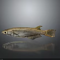 Shiny Golden Striped Fish With Orange Tail Large Eyes And Reflection On Gray Background