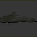 Gray Dolphin Model With Streamlined Body Fins Tail And Reflective Surface 3d model