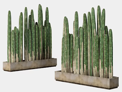 Tall Green Columnar Cactus Potted Plants With Multiple Stems In Concrete Pots 3d model