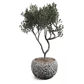 Bonsai Olive Tree Plant With Carved Decorative Pot Green Leaves And Twisted Branches