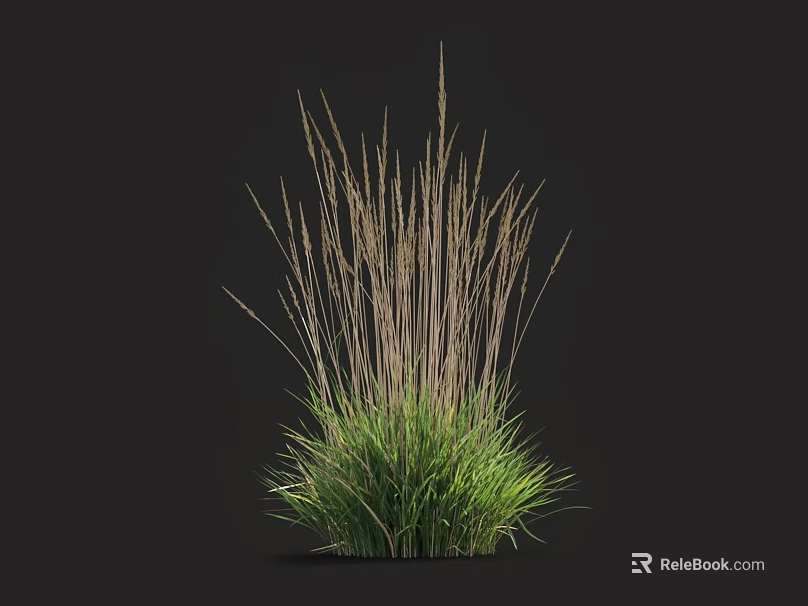 Clump Of Herbaceous Plant With Green Leaves And Tall Thin Brown Stems In Dark Background 3d model 