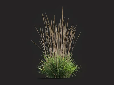 Clump Of Herbaceous Plant With Green Leaves And Tall Thin Brown Stems In Dark Background 3d model