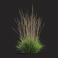 Clump Of Herbaceous Plant With Green Leaves And Tall Thin Brown Stems In Dark Background