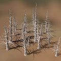 Dry Wooden Tree Trunks On Sandy Stone Ground Natural Landscape