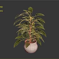 Decorative Indoor Plant With Lush Green Leaves In Light Ceramic Pot
