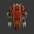 Vibrant Red And Orange Spotted Frog With Blue Eyes On Gray Background