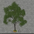 Lush Green Arbor With Brown Trunk On Gray Tiled Ground And Person Measuring