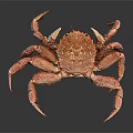 Red Marine Crab With Detailed Shell And Long Legs Close Up View