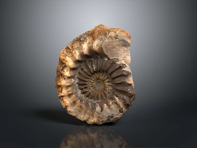 Natural Spiral Fossil Decorative Ornament With Brown Beige Texture For Home Decor 3d model